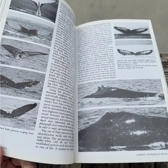 Book Hawaii’s Humpback Whales A Complete Whalewatchers Guide Softcover - Picture 12 of 13